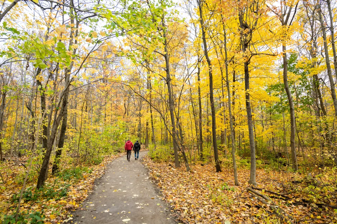 Two people walk down a path surround by yellowing leaves on trees
