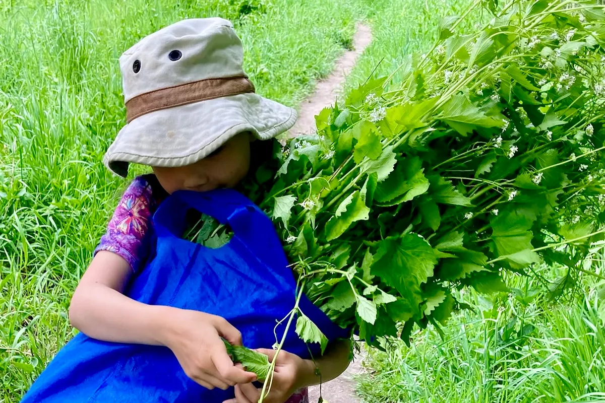 A young girl wearing a sunhat carries a bunch of garlic mustard down a dirt path across a field.