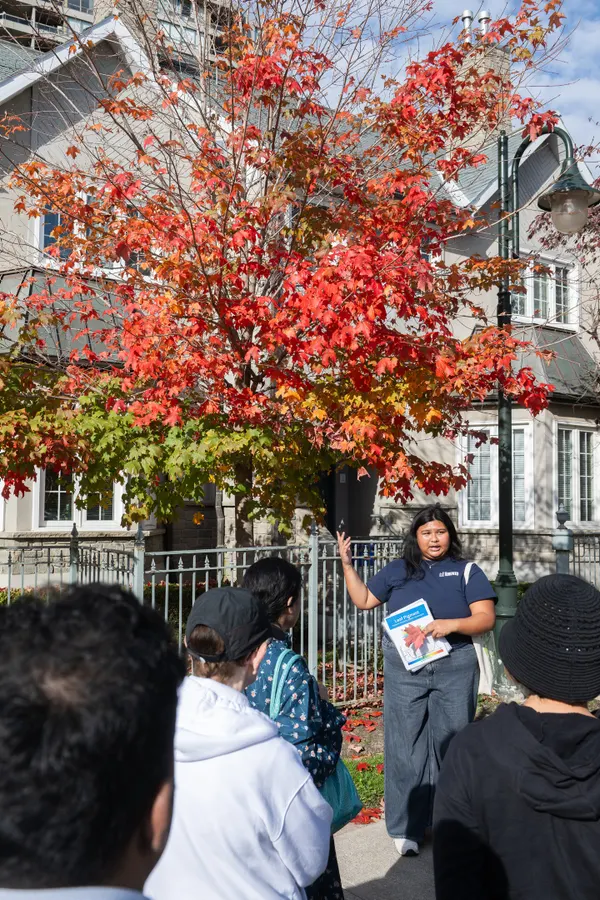 staff stands with a sugar maple in full colour