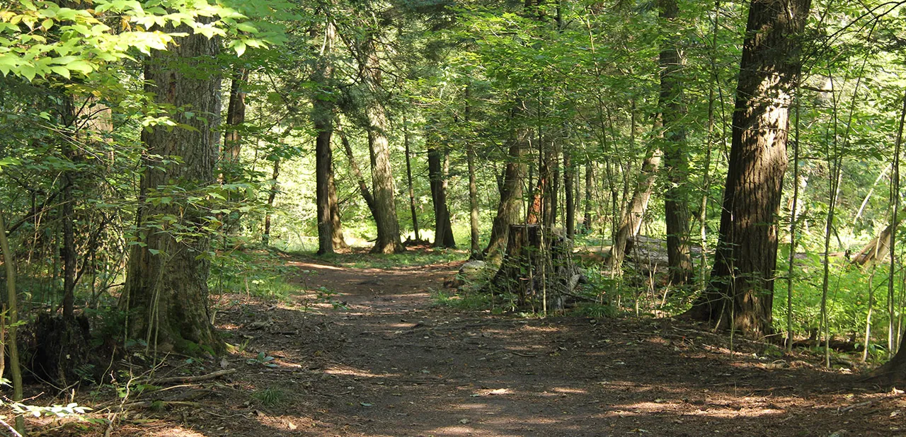 A walking trail at Boyd Conservation Park, from TRCA’s gallery. The source filename identifies June 2018.